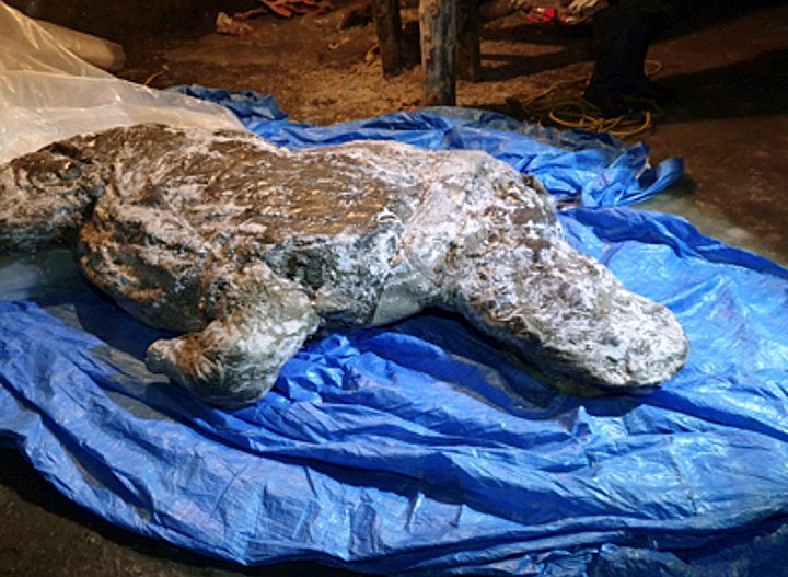 World’s best-preserved teenage woolly rhino still feeding on mother’s milk when it died in Pleistocene era