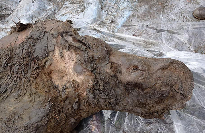 World’s best-preserved teenage woolly rhino still feeding on mother’s milk when it died in Pleistocene era