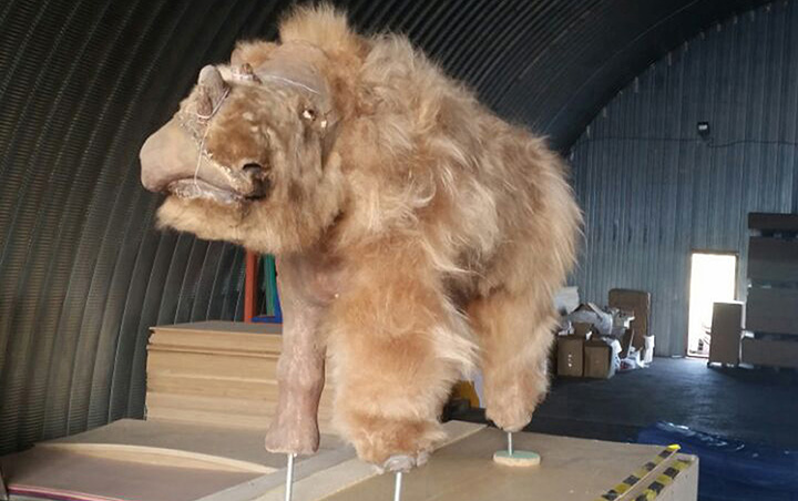 World’s best-preserved teenage woolly rhino still feeding on mother’s milk when it died in Pleistocene era