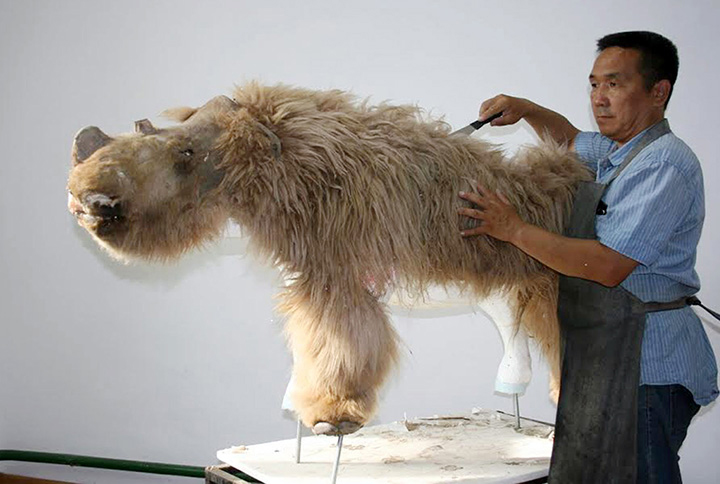 World’s best-preserved teenage woolly rhino still feeding on mother’s milk when it died in Pleistocene era