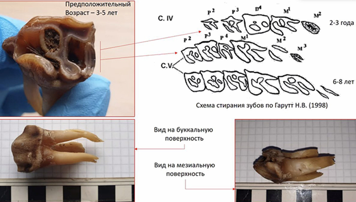 World’s best-preserved teenage woolly rhino still feeding on mother’s milk when it died in Pleistocene era
