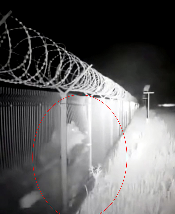 Bear storms the fence 