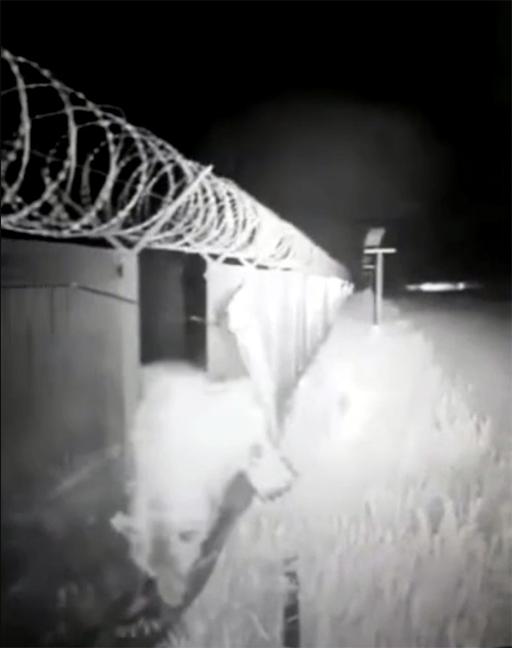 Bear storms the fence 