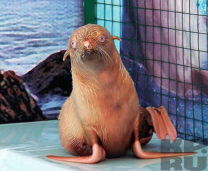 Rare Blue Eyed Ginger Seal Pup Found By Russian Biologists At Sea Of