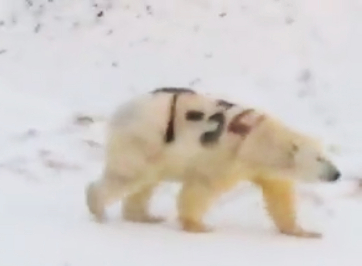 T-34 polar bear video explained: scientists marked the predator in ‘safe paint’ 