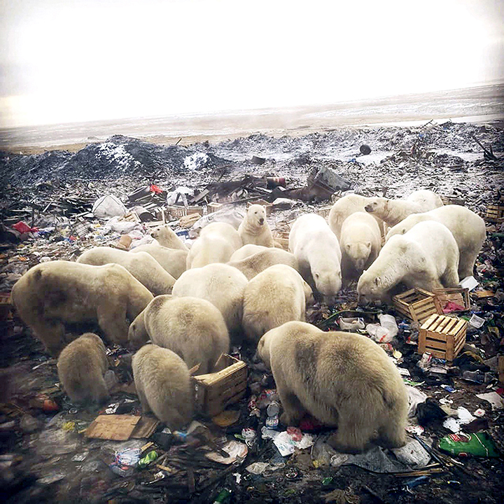 T-34 polar bear video explained: scientists marked the predator in ‘safe paint’ 
