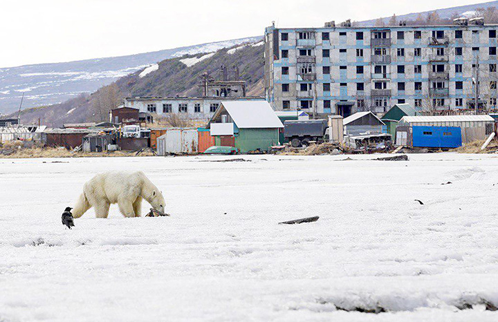 T-34 polar bear video explained: scientists marked the predator in ‘safe paint’ 