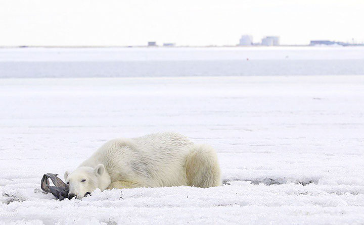 T-34 polar bear video explained: scientists marked the predator in ‘safe paint’ 