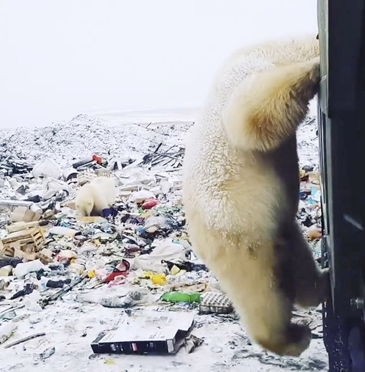 T-34 polar bear video explained: scientists marked the predator in ‘safe paint’ 