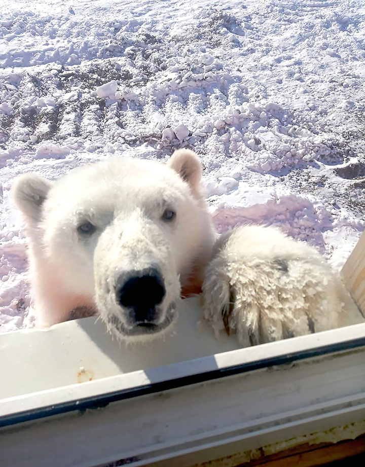 Polar bear cub tamed ‘like a dog’ by gold miners rescued from Arctic island of Bolshevik