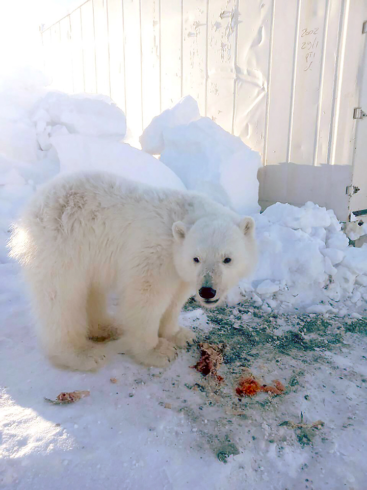 Polar bear cub tamed ‘like a dog’ by gold miners rescued from Arctic island of Bolshevik