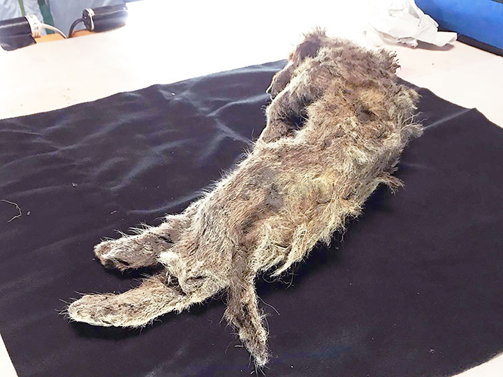 New cave lion cub