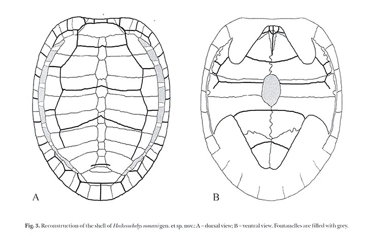 Drawing of Heckerochelys shell