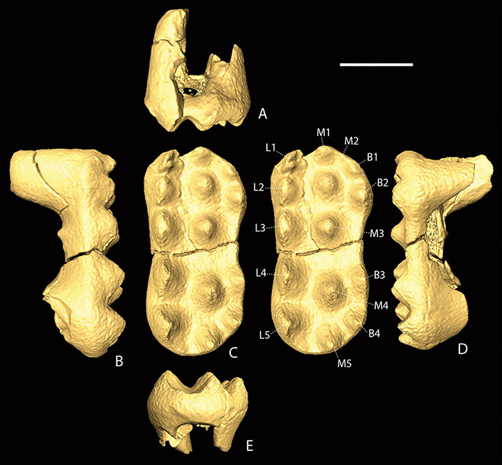 Ancient 'hamster' that outlived the dinosaurs found in Siberia