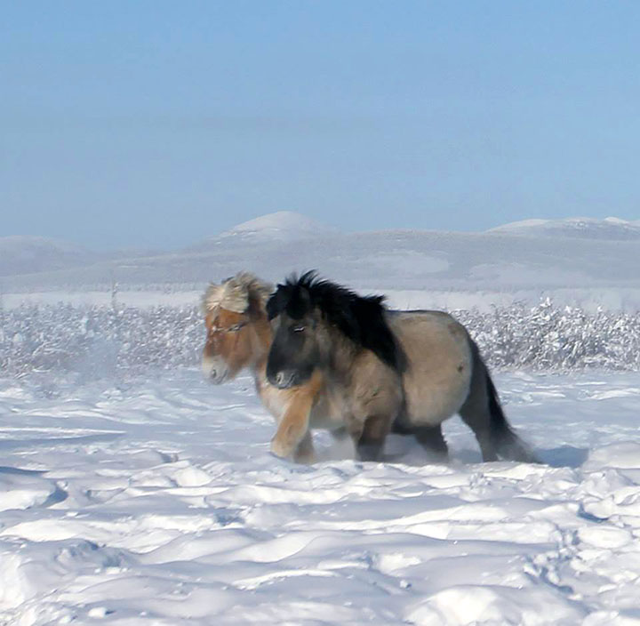 Comeback after 42,170 years? Extinct ancient foal in pioneering cloning experiment is older than  initially believed