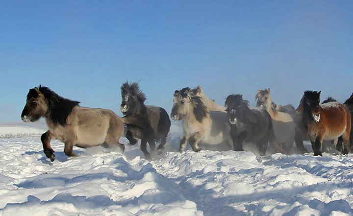 Comeback after 42,170 years? Extinct ancient foal in pioneering cloning experiment is older than  initially believed