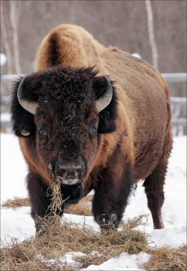 Wood bisons in Yakutia