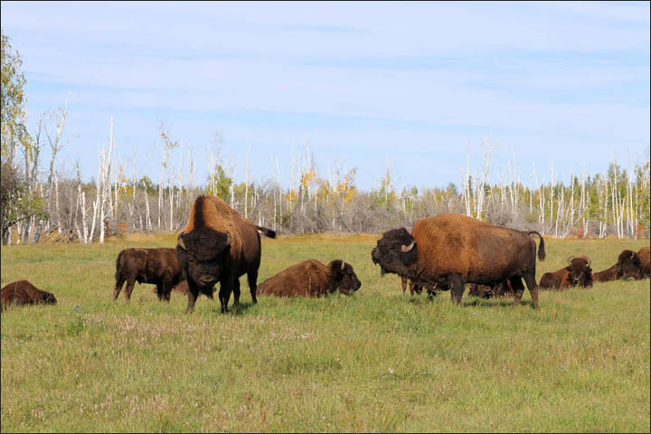 Wood bisons in Yakutia