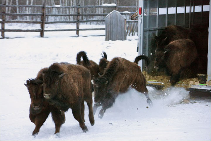 Wood bisons in Yakutia