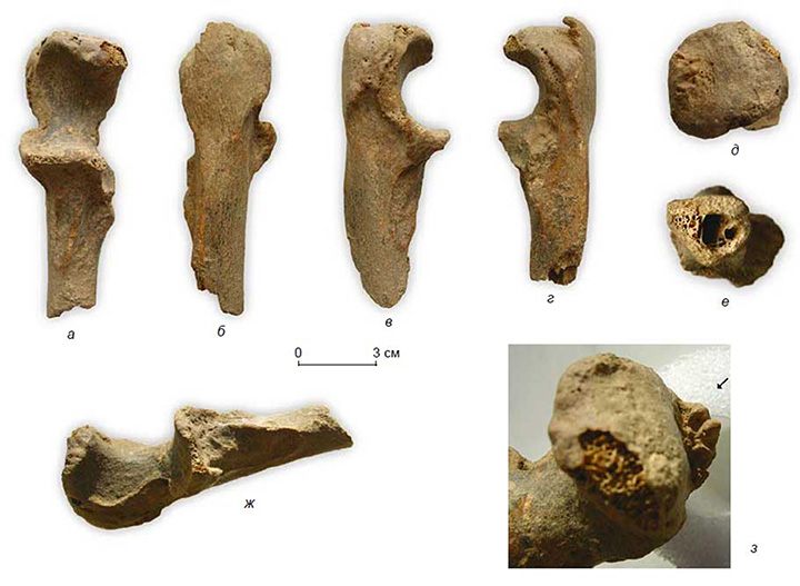 Neanderthals bones