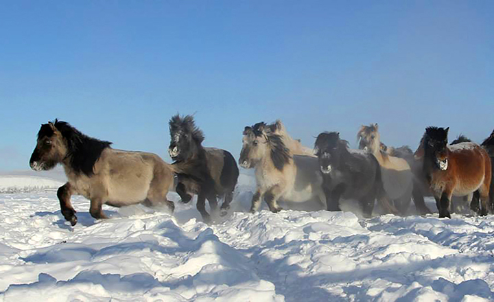Scientists ‘confident’ that they can extract cells to clone 42,000 year old extinct foal preserved in permafrost