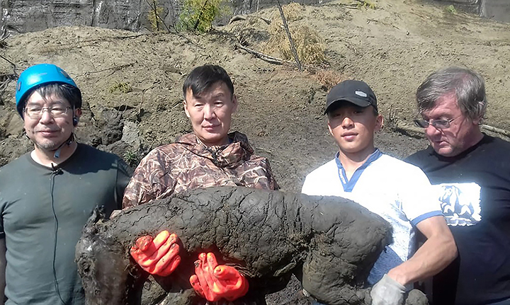 Scientists ‘confident’ that they can extract cells to clone 42,000 year old extinct foal preserved in permafrost