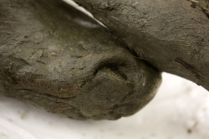 Scientists ‘confident’ that they can extract cells to clone 42,000 year old extinct foal preserved in permafrost