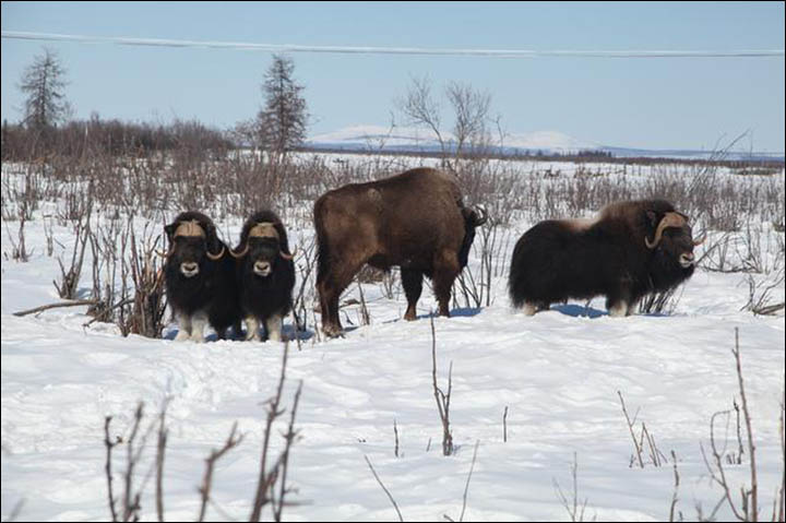 Pleistocene Park