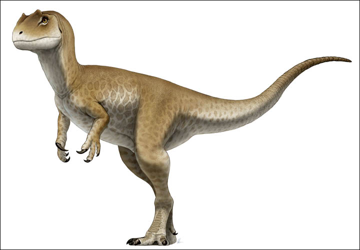 Allosaurus