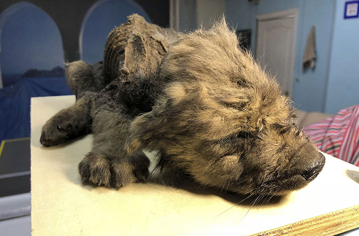 Amazingly preserved puppy with its whiskers, eyelashes, hair and velvety nose intact puzzle scientists 