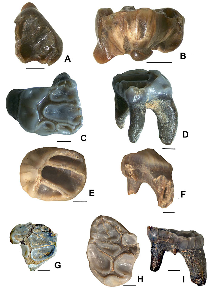 Giant squirrel's teeth