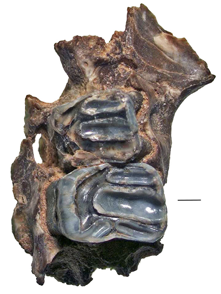 Giant squirrel's teeth