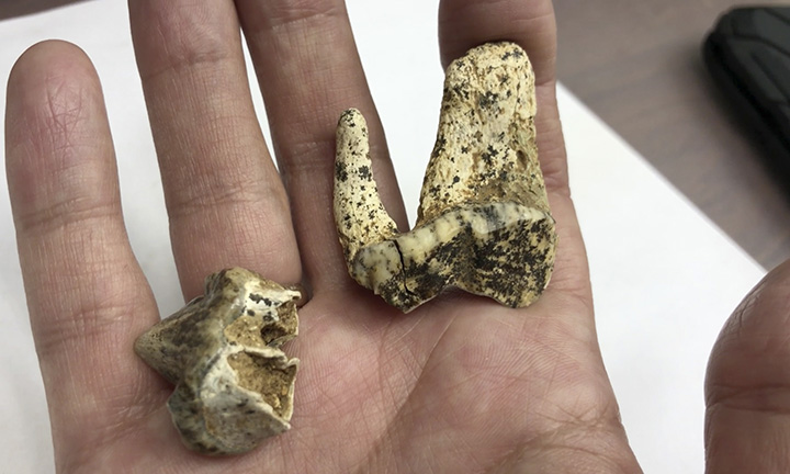 Giant squirrel's teeth
