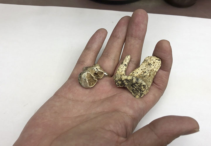Giant squirrel's teeth