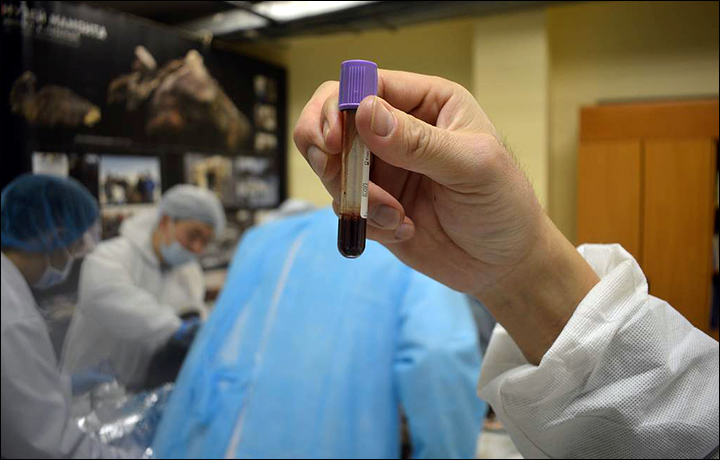Foal blood