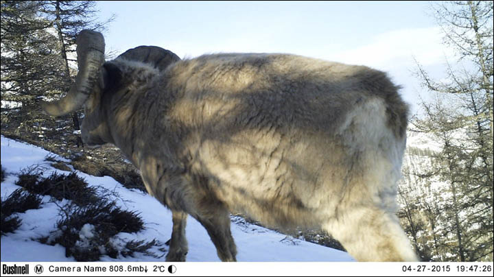 Kodar bighorn sheep