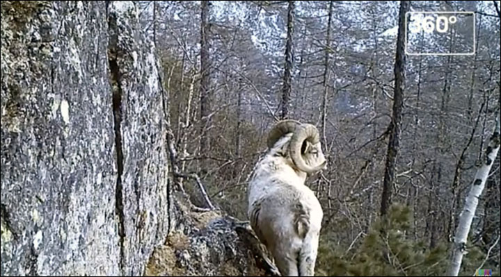 Kodar bighorn sheep