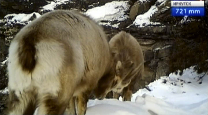 Kodar bighorn sheep