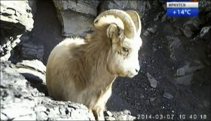 Kodar bighorn sheep