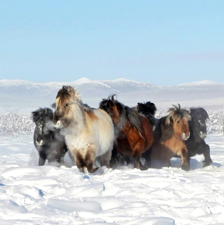 Liquid blood in Ice Age foal  