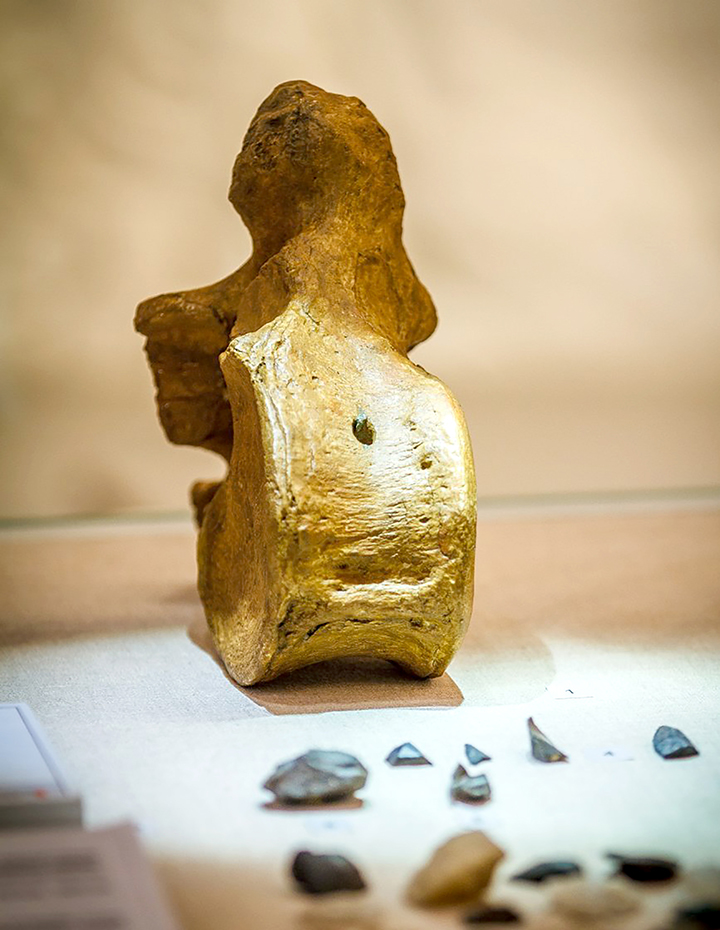 New tests underway on the ‘Mona Lisa of geo-archeology’ - a bone that proves man hunted the woolly mammoth.