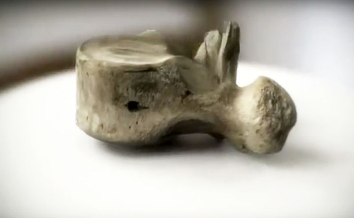 New tests underway on the ‘Mona Lisa of geo-archeology’ - a bone that proves man hunted the woolly mammoth.