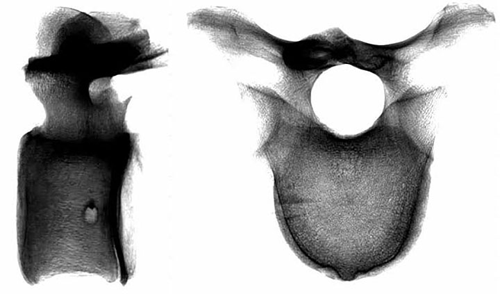 New tests underway on the ‘Mona Lisa of geo-archeology’ - a bone that proves man hunted the woolly mammoth.