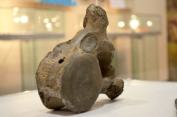 New tests underway on the ‘Mona Lisa of geo-archeology’ - a bone that proves man hunted the woolly mammoth.