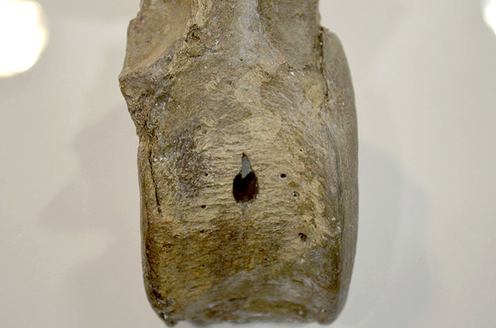 New tests underway on the ‘Mona Lisa of geo-archeology’ - a bone that proves man hunted the woolly mammoth.
