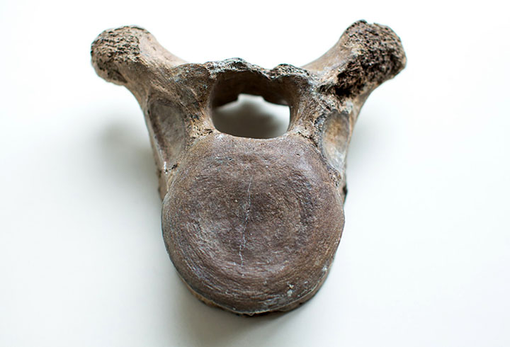 New tests underway on the ‘Mona Lisa of geo-archeology’ - a bone that proves man hunted the woolly mammoth.