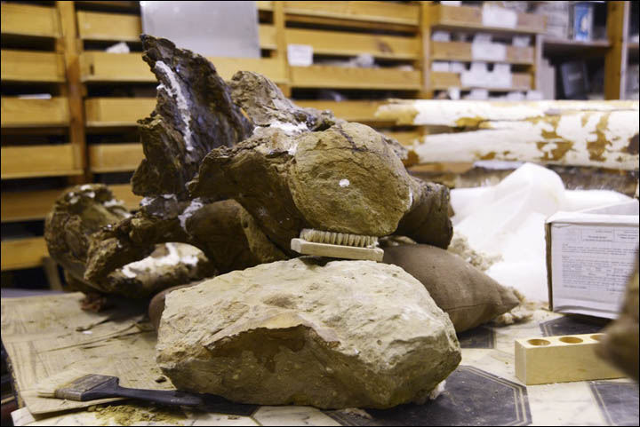 New Titanosaur