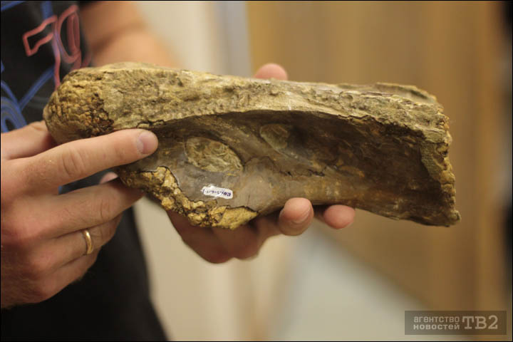 New Titanosaur