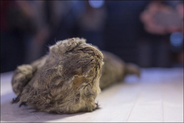 Frozen cave lion cub