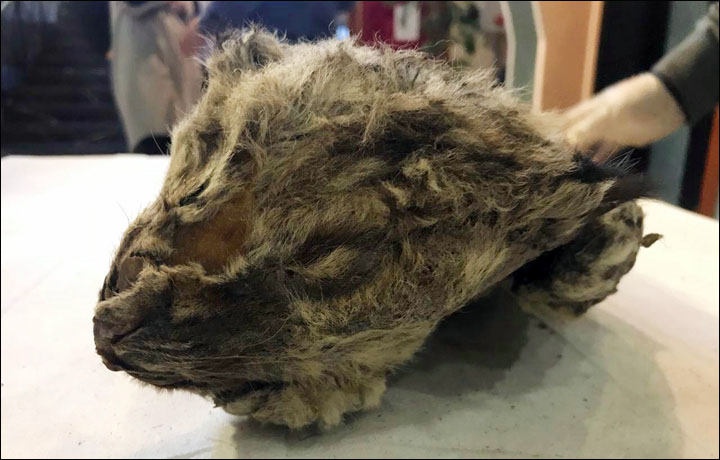 New cave lion cub